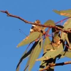 Vanessa itea at Deakin, ACT - 27 Apr 2020