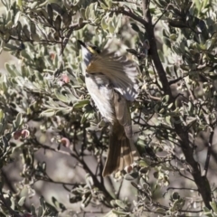Caligavis chrysops (Yellow-faced Honeyeater) at The Pinnacle - 22 Aug 2017 by AlisonMilton