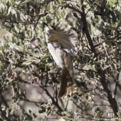 Caligavis chrysops (Yellow-faced Honeyeater) at Hawker, ACT - 22 Aug 2017 by AlisonMilton