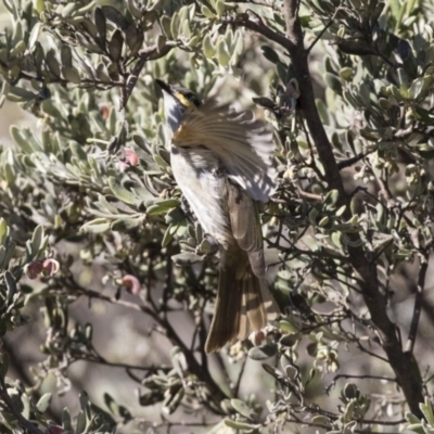 Caligavis chrysops (Yellow-faced Honeyeater) at The Pinnacle - 22 Aug 2017 by AlisonMilton