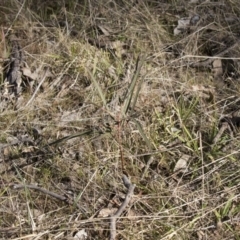 Brachychiton populneus subsp. populneus (Kurrajong) at The Pinnacle - 22 Aug 2017 by AlisonMilton
