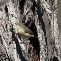 Acanthiza reguloides (Buff-rumped Thornbill) at Hawker, ACT - 21 Aug 2017 by AlisonMilton