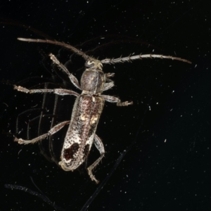 Phacodes personatus at Ainslie, ACT - 18 Dec 2019 08:43 PM