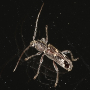 Phacodes personatus at Ainslie, ACT - 18 Dec 2019 08:43 PM