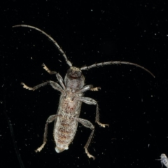 Phacodes personatus at Ainslie, ACT - 18 Dec 2019 08:43 PM