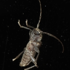 Phacodes personatus at Ainslie, ACT - 18 Dec 2019