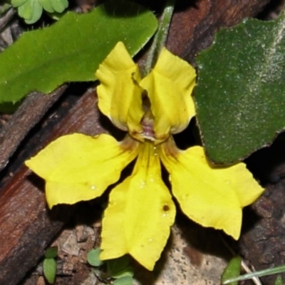 Goodenia hederacea subsp. hederacea (Ivy Goodenia, Forest Goodenia) at Majura, ACT - 26 Apr 2020 by Sarah2019