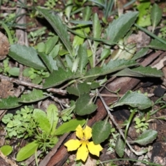 Goodenia hederacea subsp. hederacea at Majura, ACT - 26 Apr 2020 07:03 PM