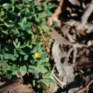 Hypericum japonicum at Mongarlowe, NSW - 27 Apr 2020 03:36 PM