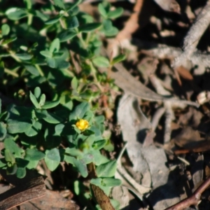 Hypericum japonicum at Mongarlowe, NSW - 27 Apr 2020