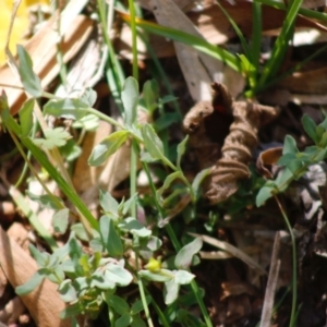 Hypericum gramineum at Mongarlowe, NSW - 27 Apr 2020