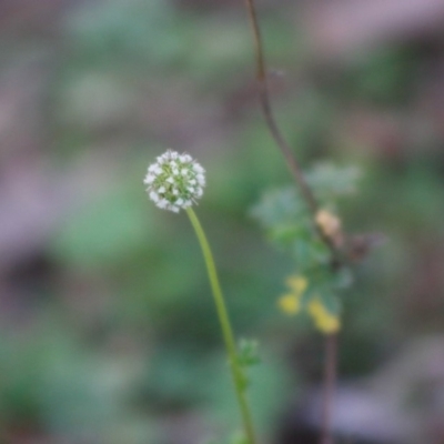 Acaena novae-zelandiae (Bidgee Widgee) at Mongarlowe, NSW - 27 Apr 2020 by LisaH