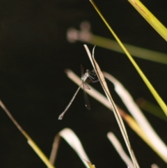 Synlestes weyersii (Bronze Needle) at Mongarlowe River - 27 Apr 2020 by LisaH