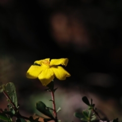 Hibbertia obtusifolia (Grey Guinea-flower) at Mongarlowe, NSW - 27 Apr 2020 by LisaH