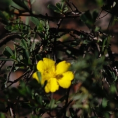 Hibbertia obtusifolia at Mongarlowe, NSW - 27 Apr 2020 02:01 PM