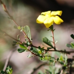 Hibbertia obtusifolia at Mongarlowe, NSW - 27 Apr 2020 02:01 PM