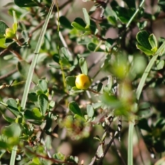 Hibbertia obtusifolia at Mongarlowe, NSW - 27 Apr 2020
