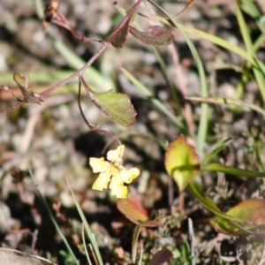 Goodenia hederacea subsp. hederacea at Mongarlowe, NSW - 27 Apr 2020