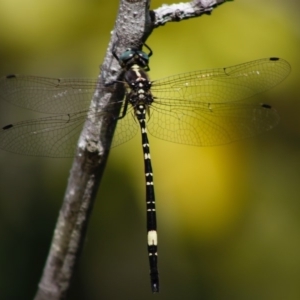 Parasynthemis regina at Mongarlowe, NSW - 27 Apr 2020