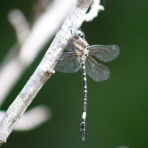 Parasynthemis regina at Mongarlowe, NSW - 27 Apr 2020