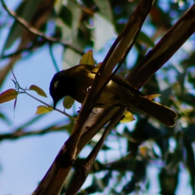 Nesoptilotis leucotis (White-eared Honeyeater) at Mongarlowe River - 27 Apr 2020 by LisaH