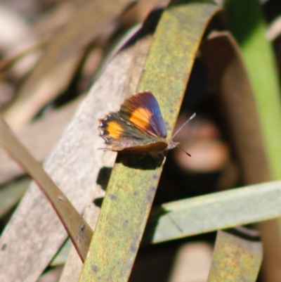 Paralucia aurifera (Bright Copper) at Mongarlowe, NSW - 27 Apr 2020 by LisaH