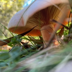 Lactarius deliciosus at Mongarlowe, NSW - 27 Apr 2020 01:32 PM