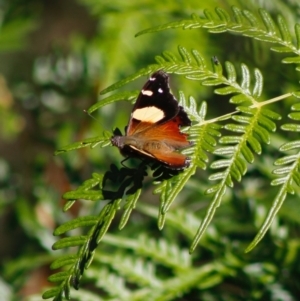 Vanessa itea at Mongarlowe, NSW - 27 Apr 2020