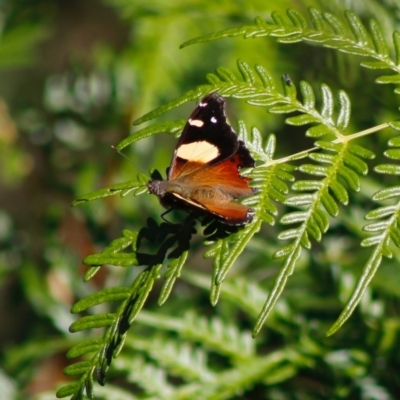 Vanessa itea (Yellow Admiral) at Mongarlowe, NSW - 27 Apr 2020 by LisaH