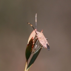 Poecilometis strigatus (Gum Tree Shield Bug) at Mongarlowe River - 27 Apr 2020 by LisaH