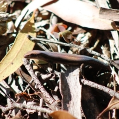 Lampropholis guichenoti (Common Garden Skink) at Mongarlowe River - 27 Apr 2020 by LisaH