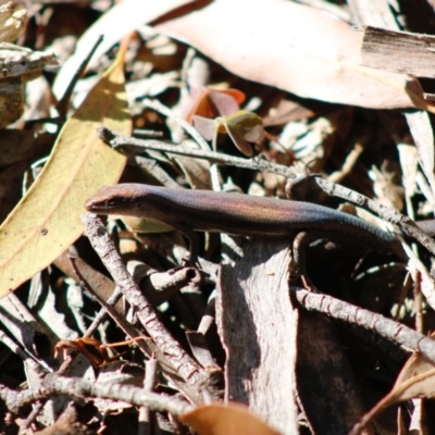Lampropholis guichenoti (Common Garden Skink) at Mongarlowe, NSW - 27 Apr 2020 by LisaH