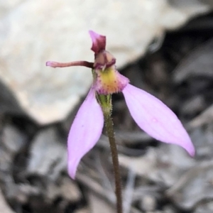 Eriochilus cucullatus at Sutton, NSW - suppressed