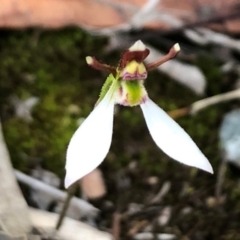 Eriochilus cucullatus at Sutton, NSW - suppressed