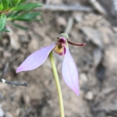 Eriochilus cucullatus at Sutton, NSW - suppressed