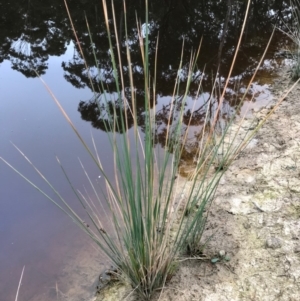 Juncus sp. at Majors Creek, NSW - 28 Apr 2020