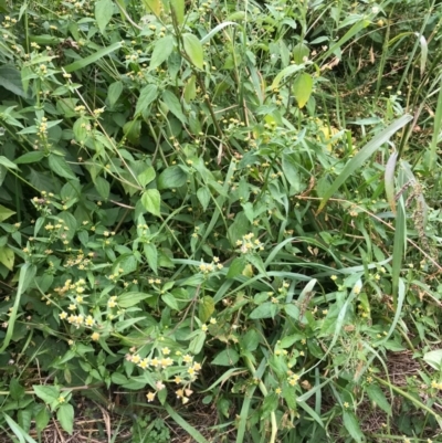 Galinsoga parviflora (Potato Weed) at Majors Creek, NSW - 27 Apr 2020 by story
