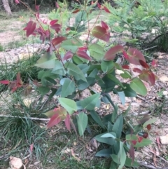 Eucalyptus sp. (A Gum Tree) at Majors Creek, NSW - 15 Apr 2020 by story