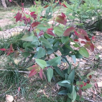 Eucalyptus (genus) (A Gum Tree) at Majors Creek, NSW - 16 Apr 2020 by story