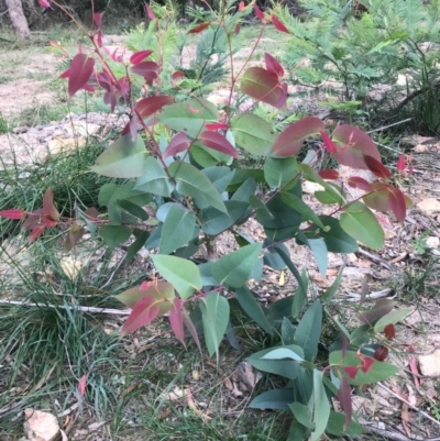 Eucalyptus sp. (A Gum Tree) at Majors Creek, NSW - 15 Apr 2020 by story