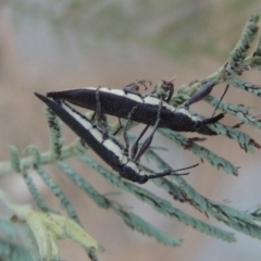 Rhinotia phoenicoptera (Belid weevil) at Paddys River, ACT - 29 Dec 2019 by MichaelBedingfield