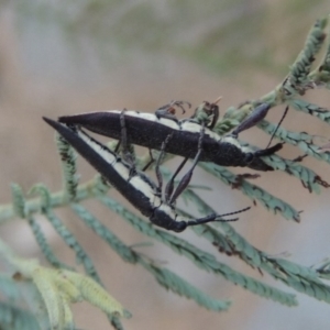 Rhinotia phoenicoptera at Paddys River, ACT - 29 Dec 2019