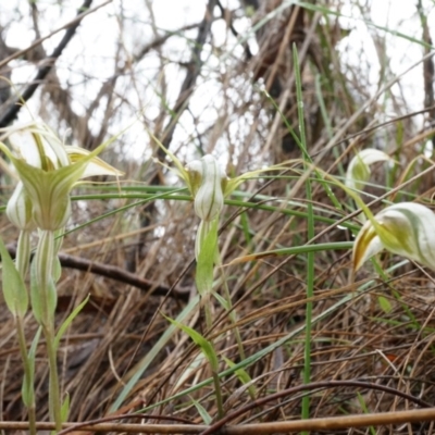 Diplodium ampliatum (Large Autumn Greenhood) at Hackett, ACT - 5 Apr 2014 by AaronClausen