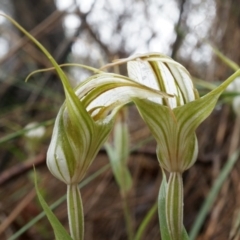 Diplodium ampliatum at Hackett, ACT - suppressed