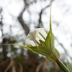 Diplodium ampliatum at Hackett, ACT - suppressed