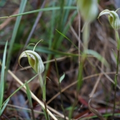 Diplodium ampliatum at Hackett, ACT - suppressed