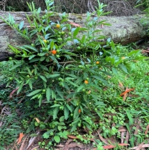 Solanum pseudocapsicum at Quaama, NSW - 5 Jan 2020 01:19 PM