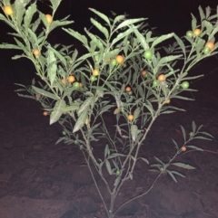 Solanum pseudocapsicum at Quaama, NSW - 5 Jan 2020 01:19 PM