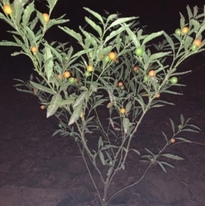 Solanum pseudocapsicum at Quaama, NSW - 5 Jan 2020 01:19 PM