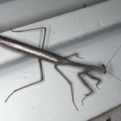 Archimantis latistyla at Ainslie, ACT - 18 Dec 2019